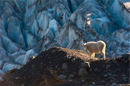 View of a mountain goat standing on a ridge near Harding Icefield Trail with Exit Glacier in the background, Kenai Fjords National Park near Seward, Kenai Peninsula, Southcentral Alaska, Summer Stock Photo - Rights-Managed, Code: 854-03845598