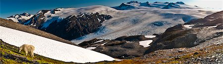 Panoramic view of a mountain goat grazing near Harding Icefield Trail with Exit Glacier and Harding Icefield in the backround, Kenai Fjords National Park near Seward, Kenai Peninsula, Southcentral Alaska, Summer Stock Photo - Rights-Managed, Code: 854-03845605