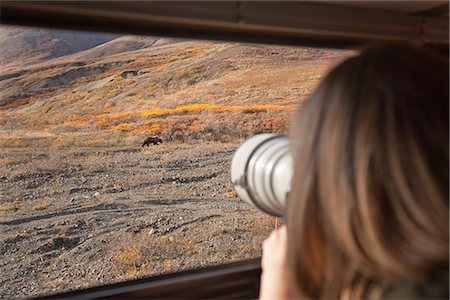 Woman photographs through a tour bus window a Grizzly in Highway Pass, Denali National Park and Preserve, Interior Alaska, Autumn Stock Photo - Rights-Managed, Code: 854-03845612