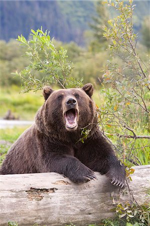 A female Brown bear lays draped over a log, Alaska Wildlife Conservation Center, Southcentral Alaska, Summer. Captive Stock Photo - Rights-Managed, Code: 854-03845632