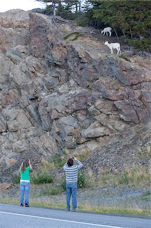 Tourists photograph a Dall sheep ewe and lamb in the rocks at the side of the Seward Highway, Southcentral Alaska, Summer Stock Photo - Rights-Managed, Code: 854-03845633
