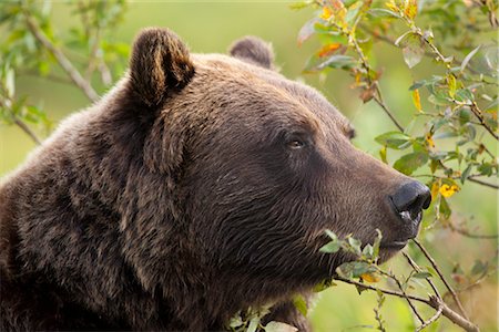 Profile of an adult Brown bear sow amongst green brush at Alaska Wildlife Conservation Center, Southcentral Alaska, Summer. Captive Stock Photo - Rights-Managed, Code: 854-03845643