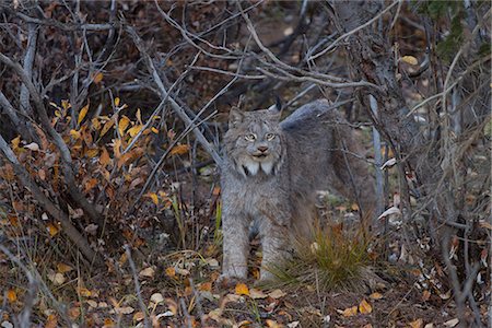 Adult Canada Lynx amongst Fall brush in Denali National Park and Preserve, Interior Alaska, Fall Foto de stock - Con derechos protegidos, Código: 854-03845669