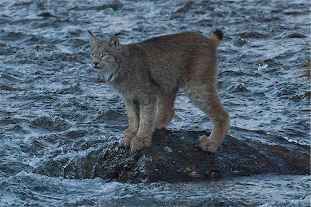 Adult Canada Lynx stands on a rock in the middle of Igloo Creek in Denali National Park and Preserve, Interior Alaska, Fall Foto de stock - Con derechos protegidos, Código: 854-03845670
