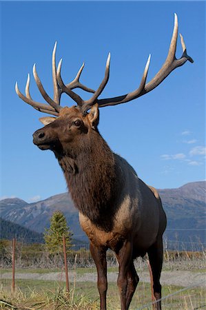 Portrait of a Rocky Mountain bull elk at the Alaska Wildlife Conservation Center near Portage, Southcentral Alaska, Autumn. CAPTIVE Stock Photo - Rights-Managed, Code: 854-03845686