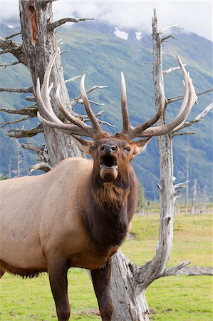 Close up view of a Roosevelt bull elk bugling during the Autumn rut at the Alaska Wildlife Conservation Center near Portage, Southcentral Alaska. CAPTIVE Stock Photo - Rights-Managed, Code: 854-03845687