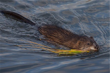 swimming (animals) - A muskrat swims in Potter Marsh with a mouthful of grass, Anchorage, Southcentral Alaska, Autumn Stock Photo - Rights-Managed, Code: 854-03845719