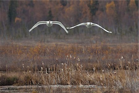 A pair of Trumpeter swans in flight over Potter Marsh, Southcentral Alaska, Autumn Stock Photo - Rights-Managed, Code: 854-03845713