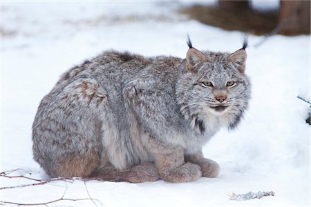 Canada Lynx crouched on the snowcovered ground in Alberta, Canada, Winter. CAPTIVE Stock Photo - Rights-Managed, Code: 854-03845751