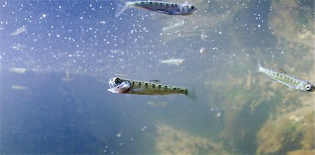 Underwater view of chum salmon (Oncorhynchus keta, Salmonidae) fry near mouth of stream while migrating out to sea near Cordova, Southcentral Alaska, Spring. Stock Photo - Rights-Managed, Code: 854-03845811