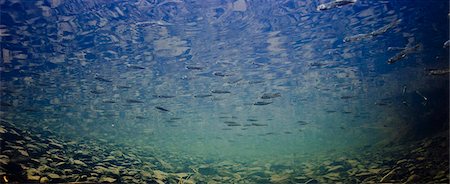Underwater view of chum salmon (Oncorhynchus keta, Salmonidae) fry near mouth of stream while migrating out to sea near Cordova, Southcentral Alaska, Spring. Stock Photo - Rights-Managed, Code: 854-03845812