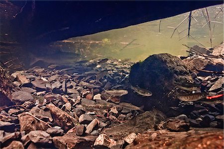 Underwater view of a migrating pink salmon spawner while coho salmon  and coastal cutthroat trout fry rear in Eccles Creek, near Cordova, Southcentral Alaska, Spring. Stock Photo - Rights-Managed, Code: 854-03845829