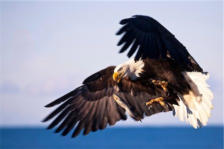 Bald Eagle catching a fish in mid air on the Homer Spit, Kenai Peninsula, Southcentral Alaska, Spring Stock Photo - Rights-Managed, Code: 854-03845859