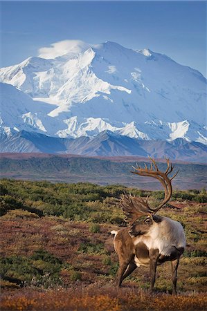 reindeer in snow - Caribou bull standing on a ridgeline with Mt. McKinley and Denali National Park and Preserve in the background, Interior Alaska, Autumn. COMPOSITE Foto de stock - Con derechos protegidos, Código: 854-03845884