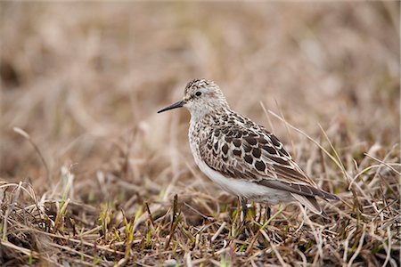 Baird's Sandpiper stands on tundra of the Arctic Coastal Plain, National Petroleum Reserve, Arctic Alaska, Spring Stock Photo - Rights-Managed, Code: 854-03845890
