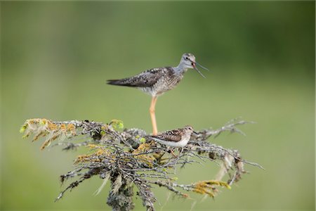 Least Sandpiper and Greater Yellowlegs perched in same tree on Copper River Delta, Southcentral Alaska, Summer Stock Photo - Rights-Managed, Code: 854-03845916