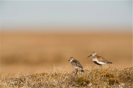 Semipalmated Sandpiper and Dunlin standing on tundra of the Arctic Coastal Plain, National Petroleum Reserve, near Barrow, Arctic Alaska, Summer Stock Photo - Rights-Managed, Code: 854-03845962