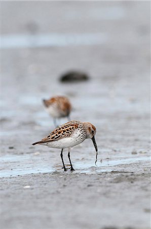 Western Sandpipers pulls on a worm in the mud flats, Hartney Bay, Cordova, Prince William Sound, Southcentral Alaska, Spring Stock Photo - Rights-Managed, Code: 854-03846037