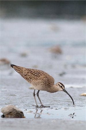 Whimbrel searches for food in the mud flats, Hartney Bay, Cordova, Prince William Sound, Southcentral Alaska, Spring Stock Photo - Rights-Managed, Code: 854-03846039