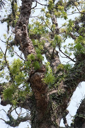 simsearch:855-06022225,k - A 600 years old tree outside the Ching Wan Koon at Tsing Shan Temple, New Territories, Hong Kong Stock Photo - Rights-Managed, Code: 855-05984572