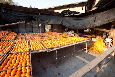 simsearch:855-05981752,k - Making dried persimmons at courtyard of Tulou, Kongkeng village, Fujian, China Stock Photo - Rights-Managed, Code: 855-05981766