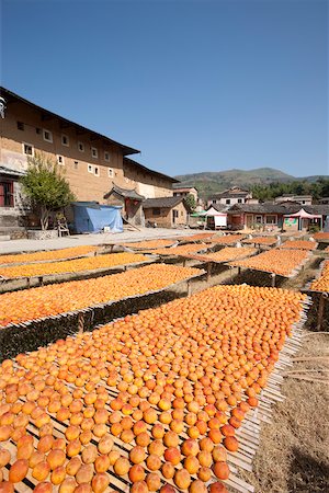 simsearch:855-05981752,k - Making dried persimmons at courtyard of Tulou Shizelou, Gaobei village, Yongding, Fujian, China Stock Photo - Rights-Managed, Code: 855-05981796