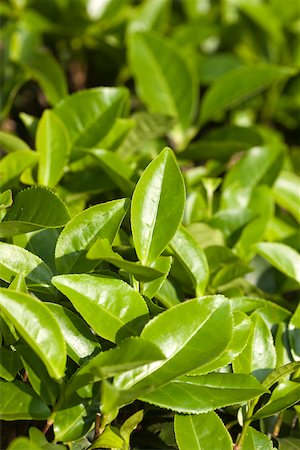 Tea leaves, Tianyoufeng, Wuyi mountains, Fujian, China Stock Photo - Rights-Managed, Code: 855-05982441