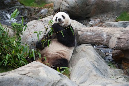 Giant panda adventure at Ocean Park, Hong Kong Foto de stock - Con derechos protegidos, Código: 855-05983053