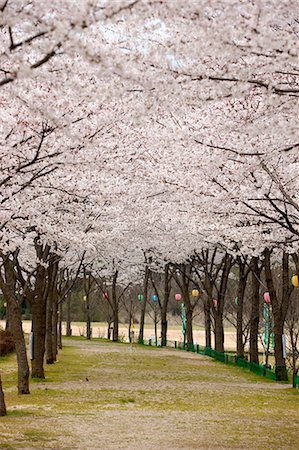 Cherry blossom at Kasagi park, Kyoto, Japan Stock Photo - Rights-Managed, Code: 855-06022607