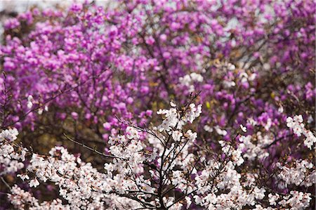 east asia places - Cherry and azalea blossom at Arashiyama, Kyoto, Japan Stock Photo - Rights-Managed, Code: 855-06022654