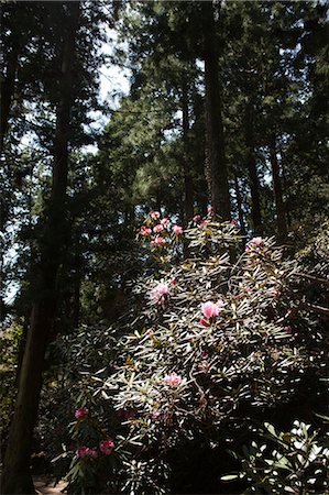 Bloom of Rhododendrom, Muro-ji temple, Nara Prefecture, Japan Stock Photo - Rights-Managed, Code: 855-06022839