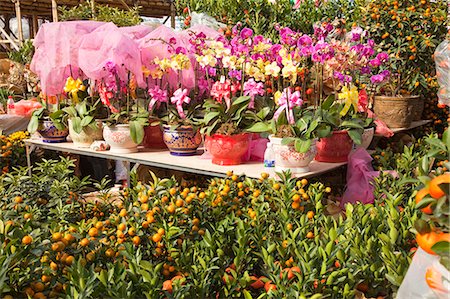 Citrus fruit and orchid, flower market, Hong Kong Stock Photo - Rights-Managed, Code: 855-06314018