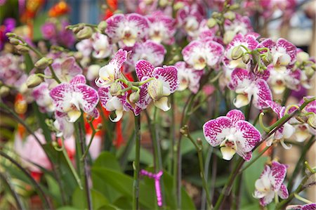 Orchid, flower market, Hong Kong Stock Photo - Rights-Managed, Code: 855-06314028