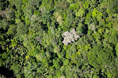 simsearch:855-06313097,k - Aerial view of Amazon jungle, Brazil Foto de stock - Con derechos protegidos, Código: 855-06313247