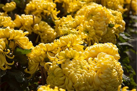 Chrysanthemum, flower market, Hong Kong Stock Photo - Rights-Managed, Code: 855-06313984