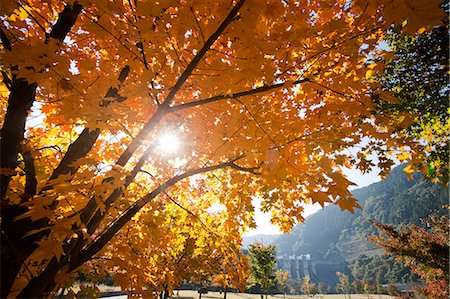 Autumn maples, Kyoto, Japan Stock Photo - Rights-Managed, Code: 855-06337927