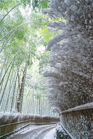 Bamboo grove in snow, Sagano, Kyoto, Japan Stock Photo - Rights-Managed, Code: 855-08420661