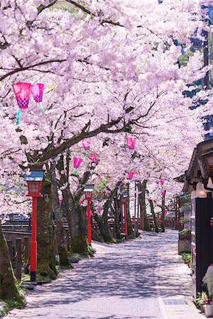 Cherry blossoms (Sakura), Kinosaki Onsens (Hot springs) in spring. Kinosaki Hyogo Prefecture, Kansai, Japan Stock Photo - Rights-Managed, Code: 855-08420939