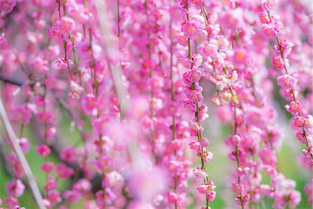 Close up of Full bloom of plum blossom, Plum Orchard of Tsukigase(Tsukigase bailin),Tsukigase village, Nara Prefecture. Japan Stock Photo - Rights-Managed, Code: 855-08536256