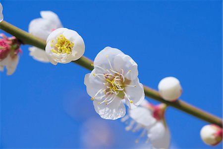 Close up of Full bloom of plum blossom, Plum Orchard of Tsukigase(Tsukigase bailin),Tsukigase village, Nara Prefecture. Japan Stock Photo - Rights-Managed, Code: 855-08536261