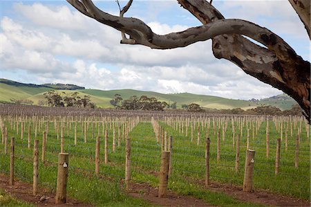 Jacobs Creek winery, Rowland Flat, Barossa Valley, South Australia Stock Photo - Rights-Managed, Code: 855-09135044