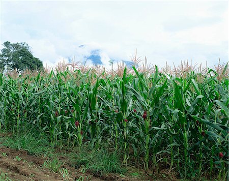 plantation agriculture southeast asia - Corn farm Stock Photo - Rights-Managed, Code: 855-02987451