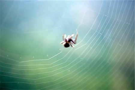 spider web - A spider spinning its web Stock Photo - Rights-Managed, Code: 855-03024535