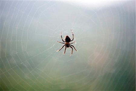 spider web - A spider spinning its web Stock Photo - Rights-Managed, Code: 855-03024537