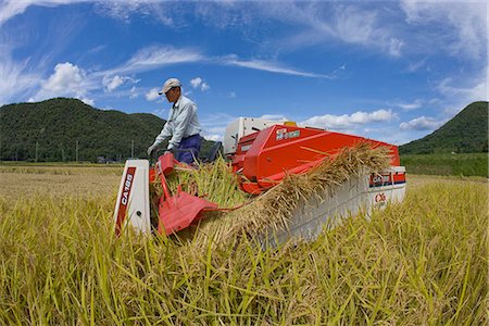 Rice harvesting, Kyoto prefecture, Japan Stock Photo - Rights-Managed, Code: 855-03254030