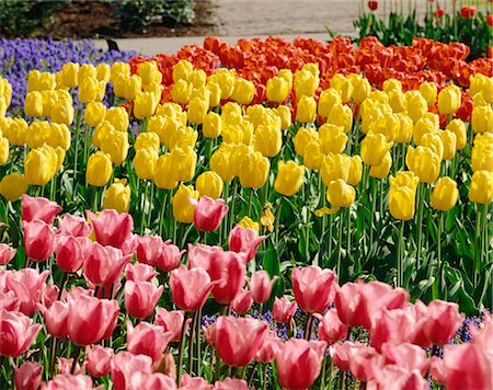 Keukenhof Garden, The Netherlands Stock Photo - Rights-Managed, Code: 855-03255338