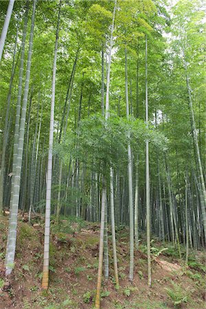 Forêt de bambous, Tenryuji, Sagano, Kyoto, Japon Photographie de stock - Rights-Managed, Code: 855-03253001