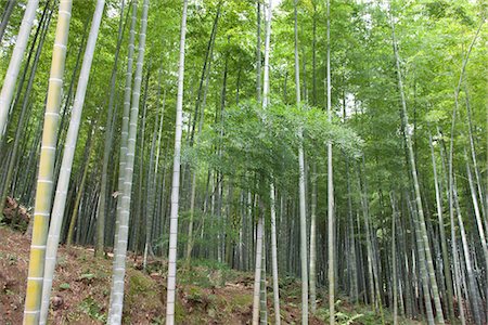 Forêt de bambous, Tenryuji, Sagano, Kyoto, Japon Photographie de stock - Rights-Managed, Code: 855-03253002