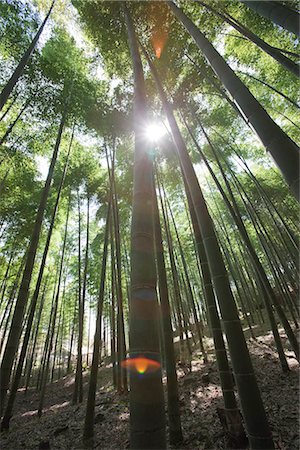 Bamboo forest, Sagano, Kyoto, Japan Stock Photo - Rights-Managed, Code: 855-03253046
