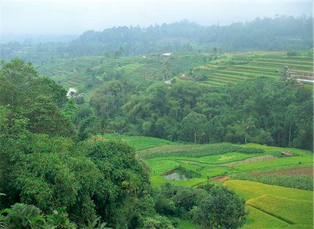 plantation agriculture southeast asia - Rice terrace, Bali, Indonesia Stock Photo - Rights-Managed, Code: 855-03253630